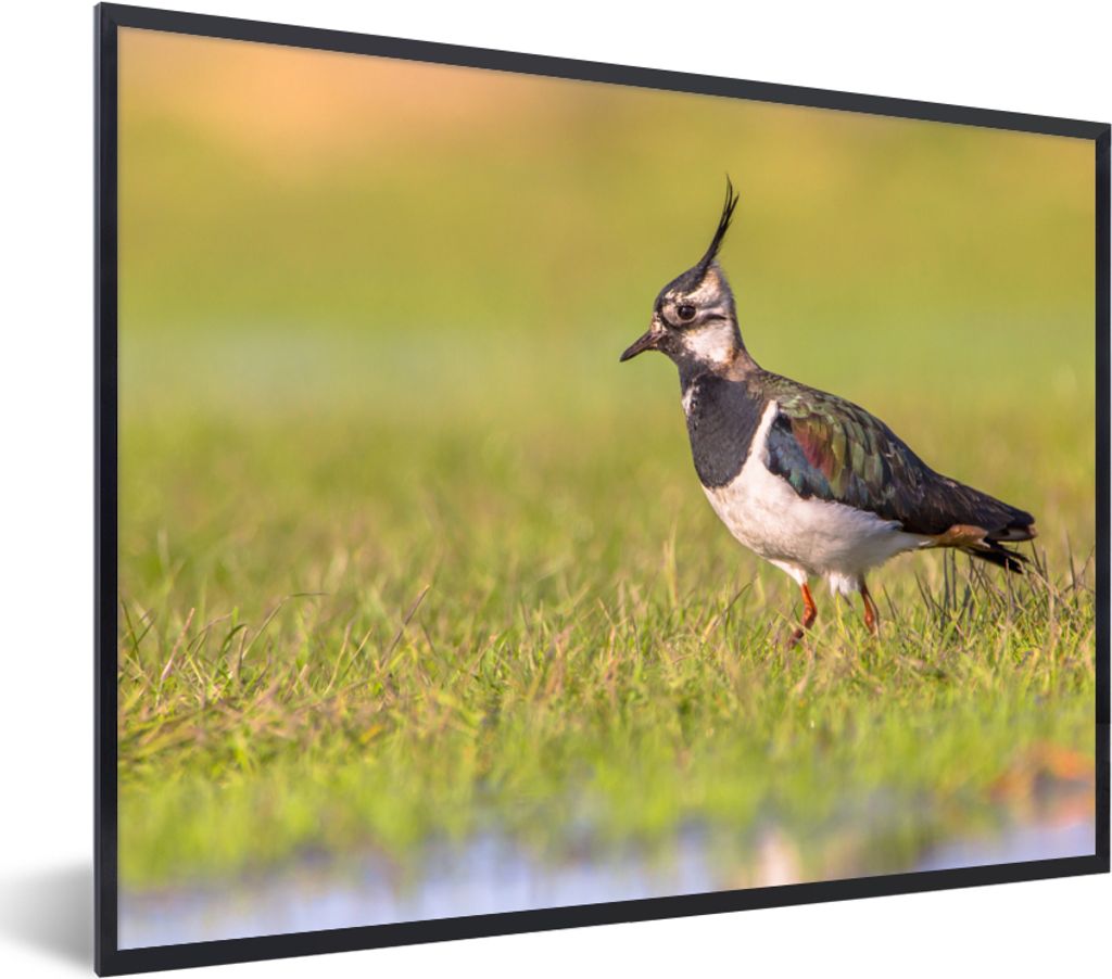 MuchoWow Gerahmtes Poster Vogel - Gras - Natur - Tiere - Kiebitz 80x60 cm - Poster mit Schwarzem Bilderrahmen Wandposter Rahmen Foto Bilder - Sch...