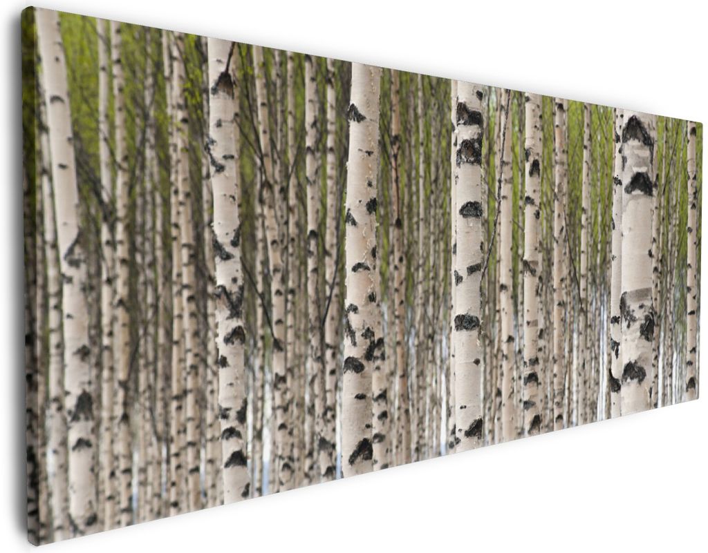 Wallario Premium Leinwandbild Birkenwald - Baumstämme in schwarz weiß in Größe 50 x 125 cm