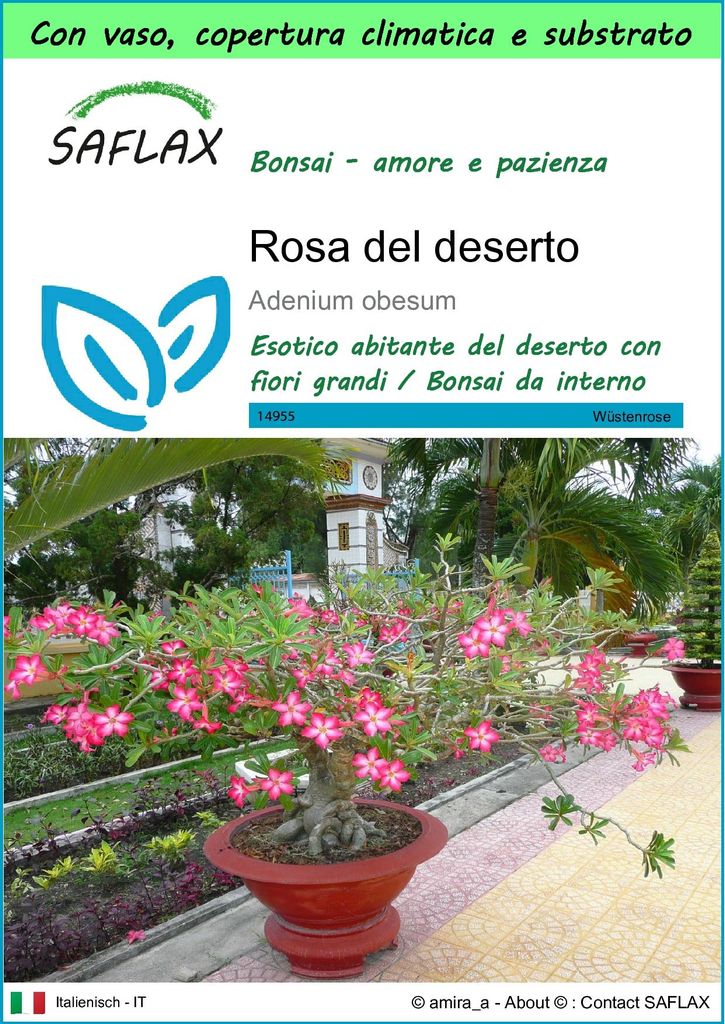 SAFLAX Garden to go - Rosa del deserto - 8 semi - Adenium Immagine del prodotto 
