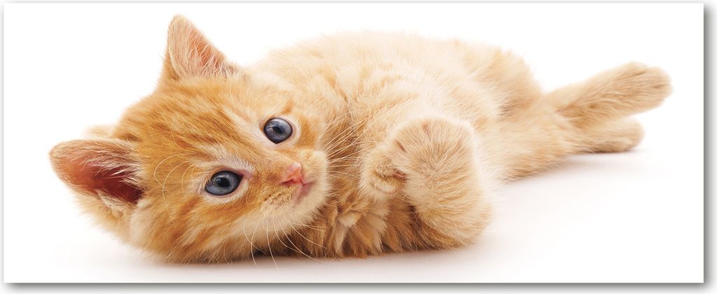 Tulup Küchenrückwand Spritzschutz aus Glas -125x50 -Spritzschutz auf gehärtetes Glas Deko Tiere Rote Katze