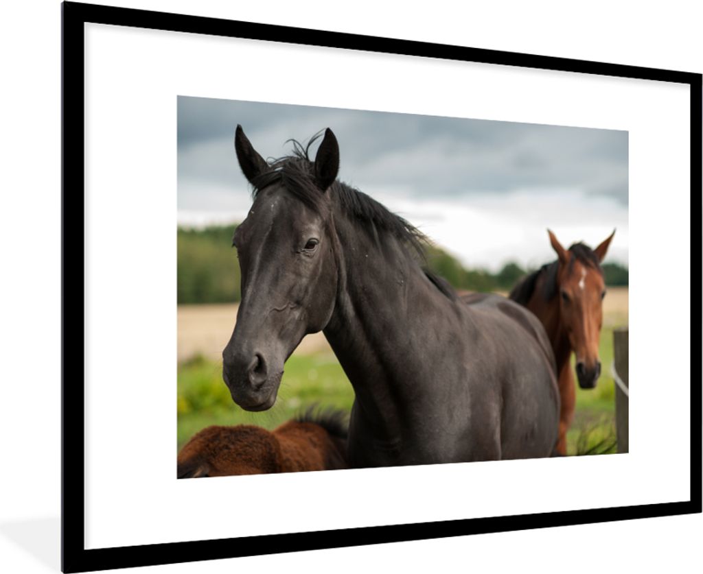 MuchoWow® MuchoWow® Gerahmtes Poster Pferde - Wiese - Produktbild 