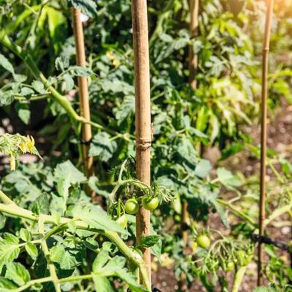 Bambusová tyč k rostlinám FloraSelf Tonkin 20/22 mm 240 cm Obrázek produktu 