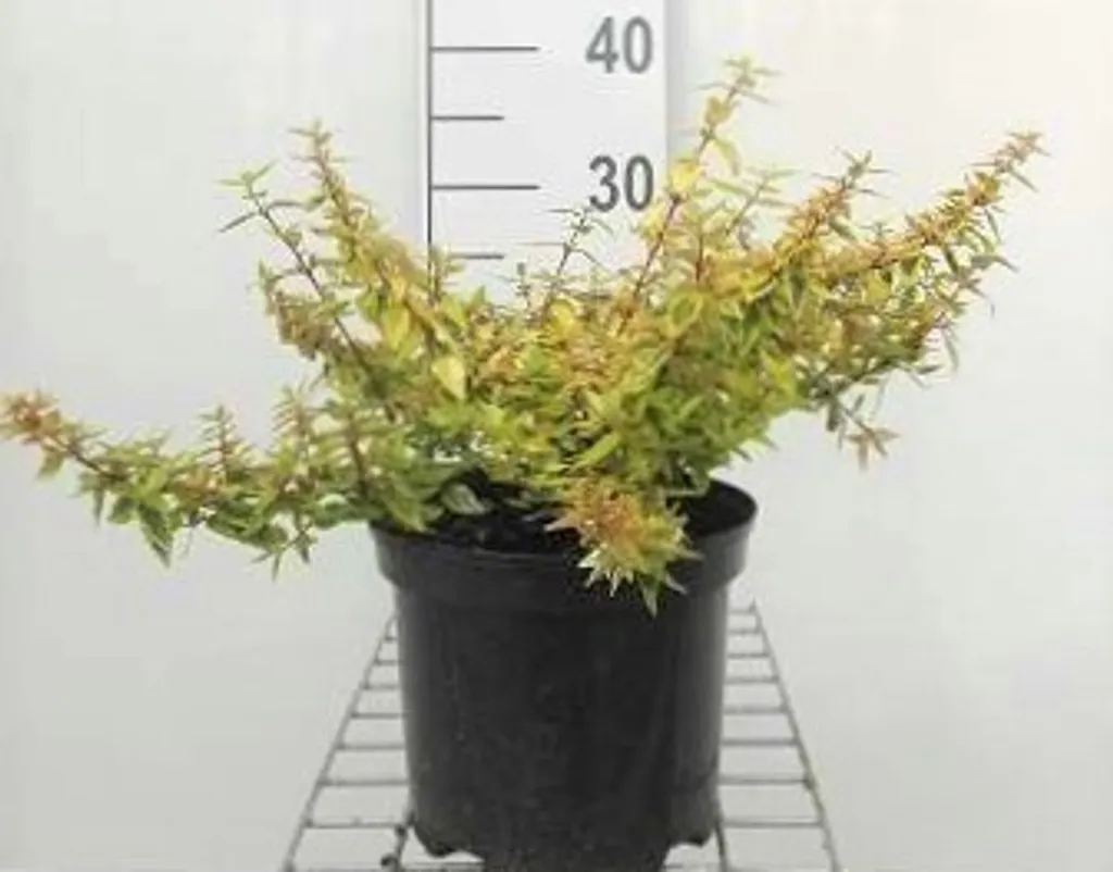 Abelia Kaleidoscope 25-30 cm au feuillage bicolore jaune et vert