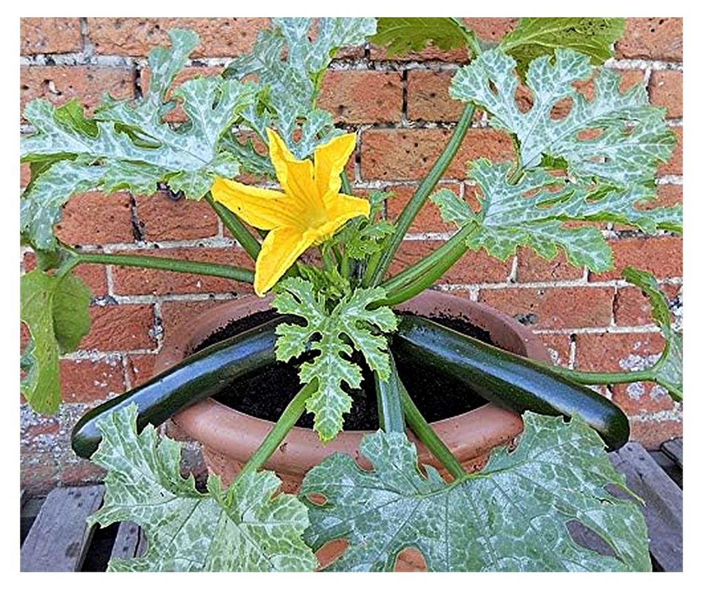 Kürbissamen Patio Star F1 Topfzucchini Portion