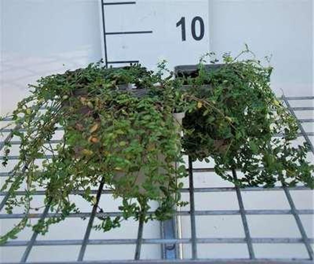 6 x Herniaria glabra - kahles - Topf 9 x 9 cm