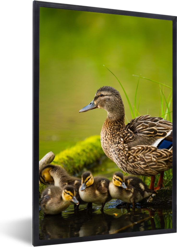 MuchoWow Gerahmtes Poster Ente - Vögel - Wasser - Zweig - Moos 40x60 cm - Poster mit Schwarzem Bilderrahmen Wandposter Rahmen Foto Bilder - Papi...