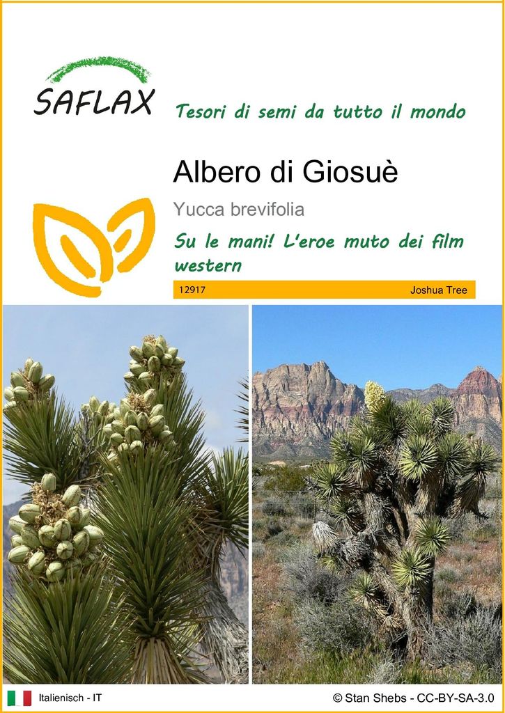 SAFLAX  - Albero di Giosuè - 10 semi - Yucca Immagine del prodotto 