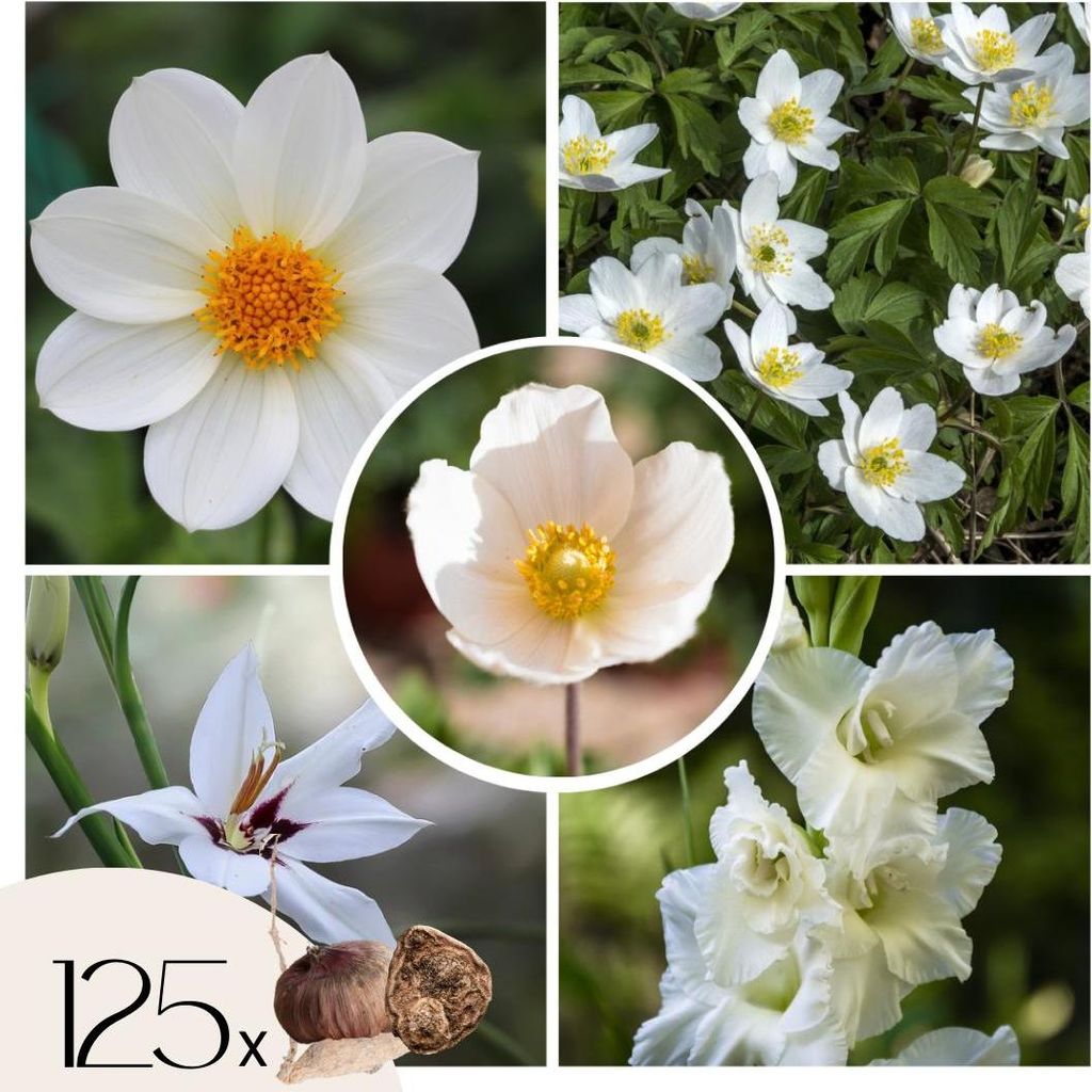 Blumenzwiebelmischung - 125 Stk - Anemone, Allium. Produktbild 