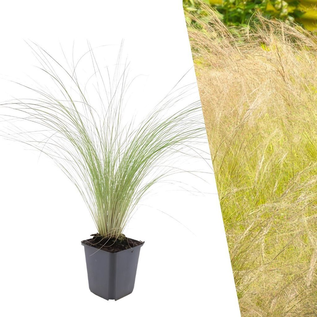 Plants by Frank | 60 Federgras Pflanzen | Stipa Tenuissima Produktbild 