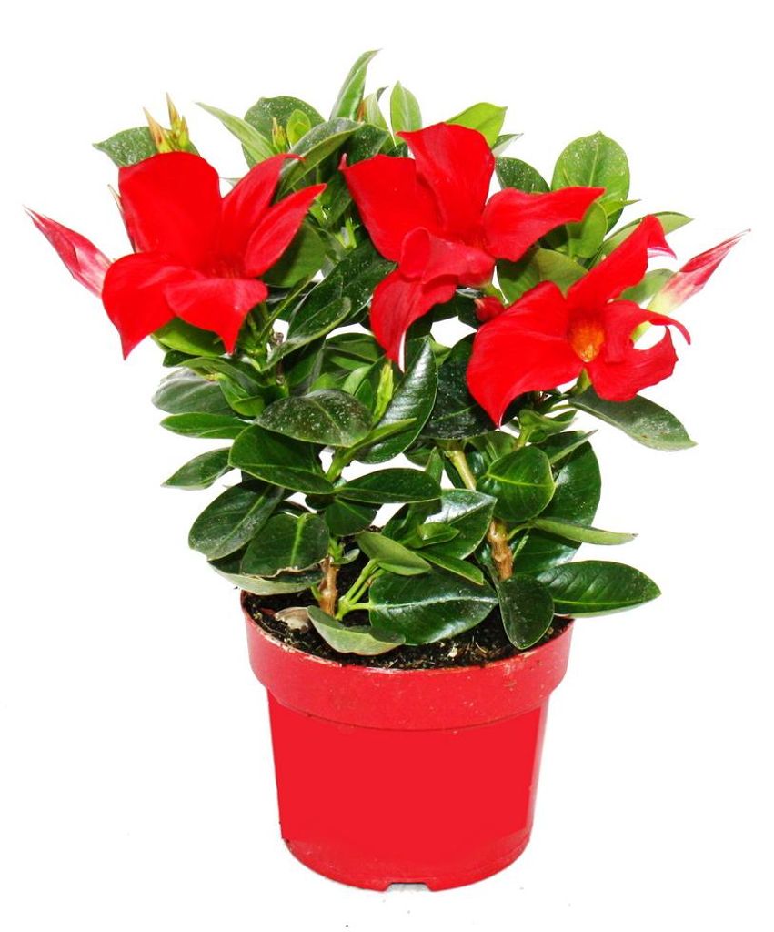 Dipladenia - Chilský jasmín - 10cm květináč - 1 rostlina - Obrázek produktu 