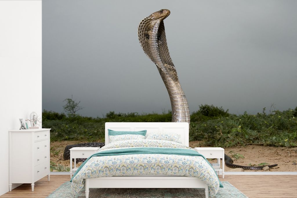 MuchoWow Fototapete für Wohnzimmer oder Schlafzimmer Wandtapete Vinyl Motivtapete Königskobra mit dunklen Wolken am Himmel - 600x400 cm - Vinyl...