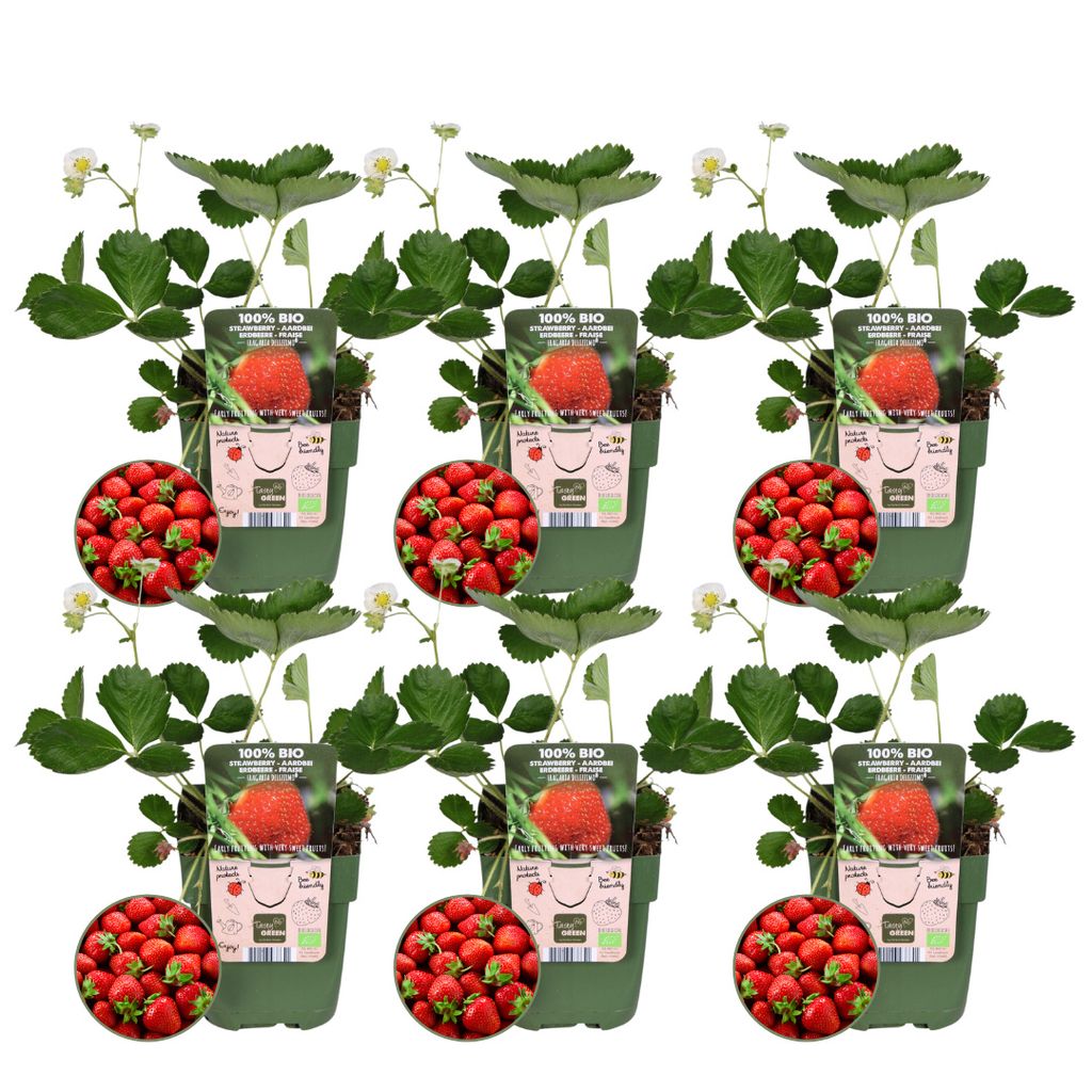 Plants by Frank | 6 Erdbeerpflanzen 100% Biologisch | Fragaria | Erdbeerpflanze | Obstgarten | Gemüsegarten | Gartenpflanzen