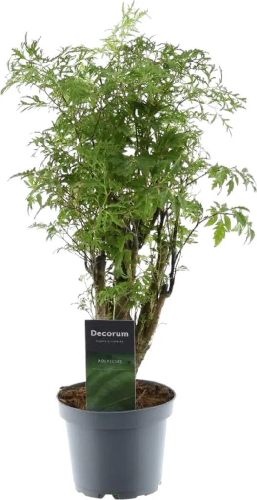 Plante d'intérieur Polyscias Ming 45 cm - Arbuste décoratif en pot 12 cm
