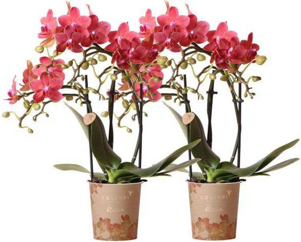 Rote Phalaenopsis Orchideen Kongo 2 Pflanzen Ø9cm Blühende Zimmerpflanzen