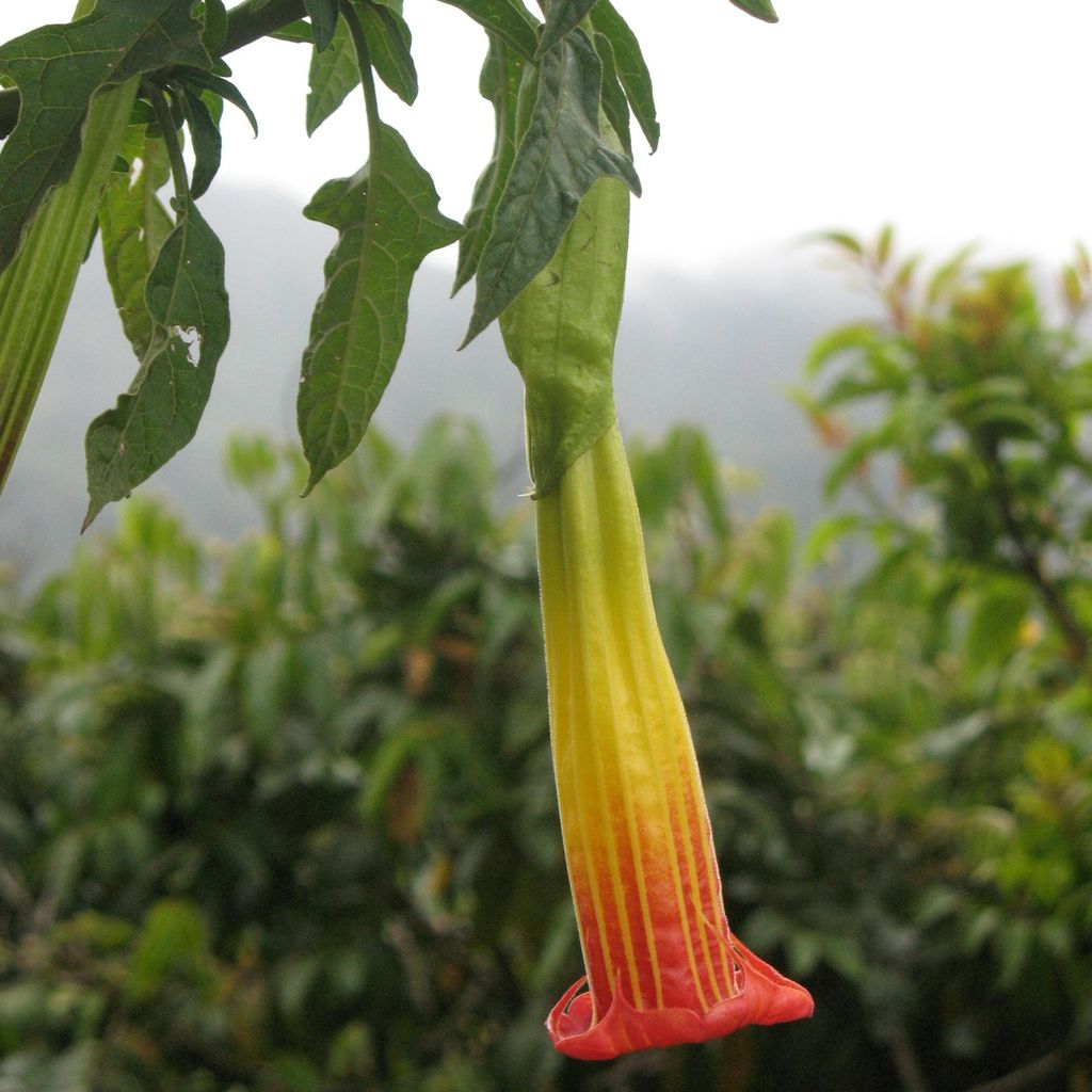 Rote Engelstrompete (Brugmansia sanguinea)  - 10 Samen Produktbild 