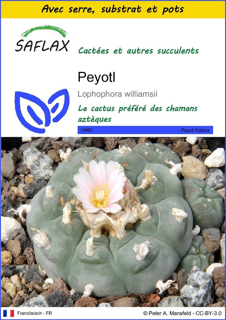 SAFLAX Ensemble de culture - Peyotl - 20 graines - Image du produit 