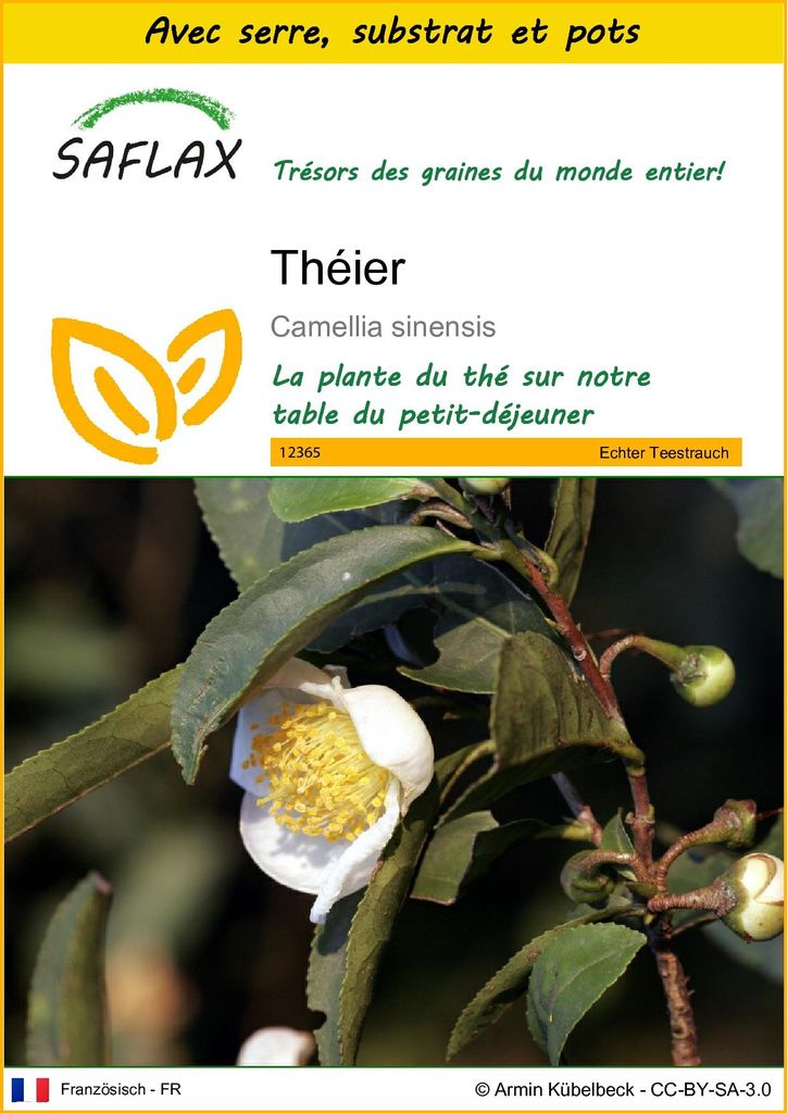 SAFLAX Ensemble de culture - Théier - 6 graines - Camellia Image du produit 