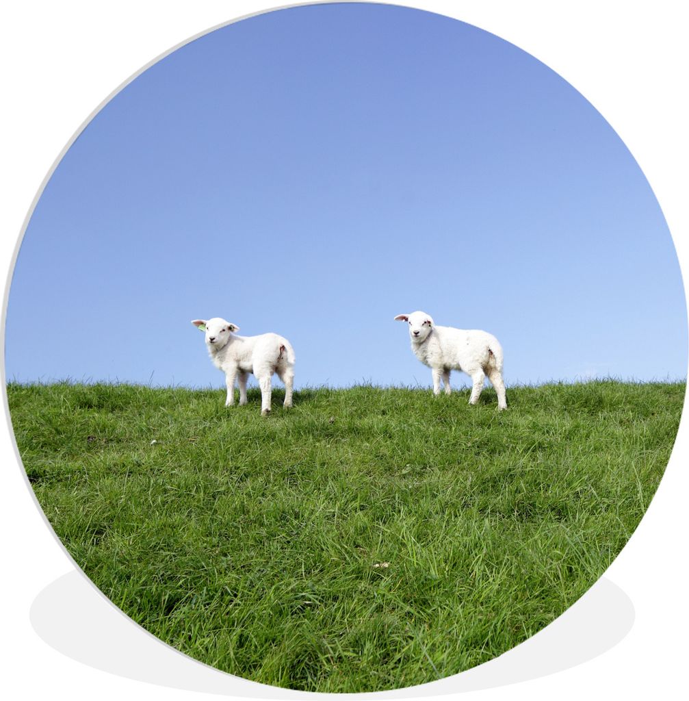 MuchoWow Rundes Wandbild - Runde Bilder Zwei Lämmer auf einer grasbewachsenen Böschung Ø 60 cm Kreis Wanddekoration Kunststoff - Wandkreis - W...