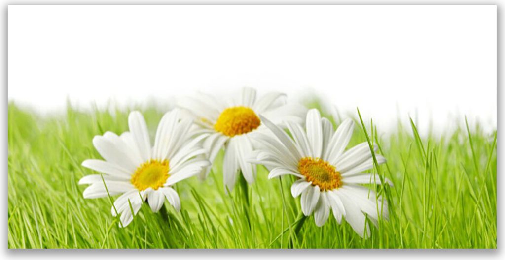Küchenrückwand aus Glas 120x60cm Spritzschutz Gras Gänseblümchen Pflanzen
