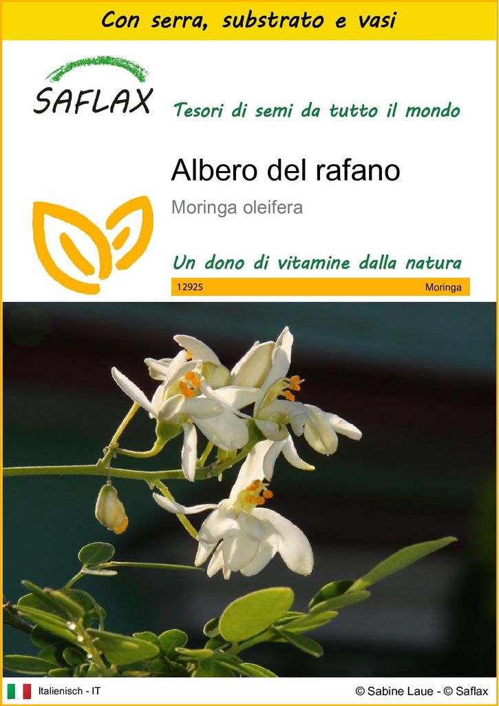 SAFLAX Insieme di coltivazione - Albero del rafano  - 10 Immagine del prodotto 