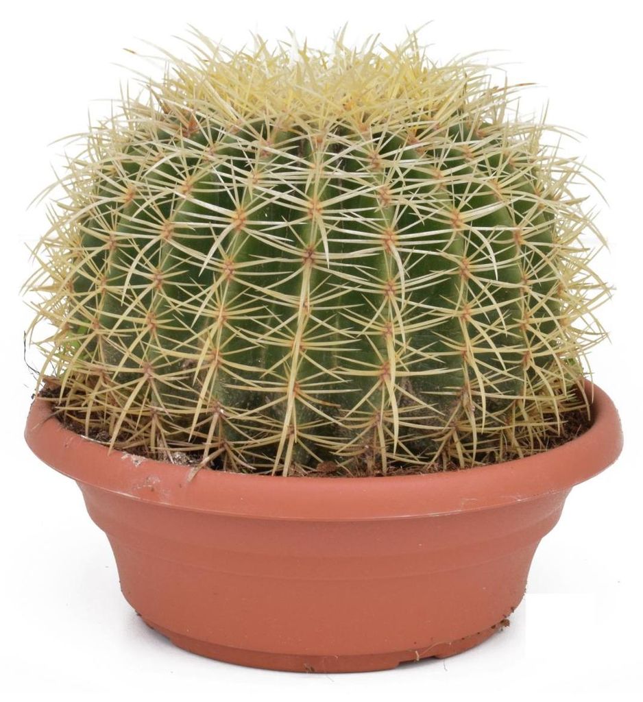 Echinocactus Grusonii superss 25-30 cm Ø - Krzesło Zdjęcie produktu 