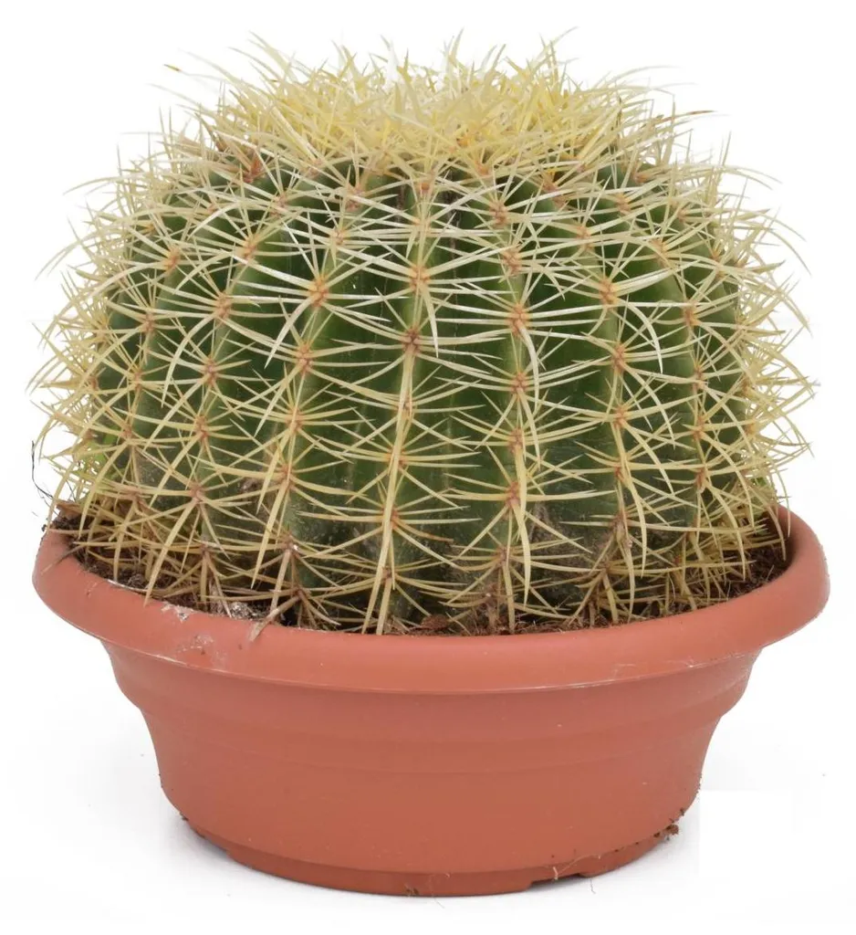 Coussin de Belle-Mère Doré 30cm - Cactus Résistant à Croissance Lente