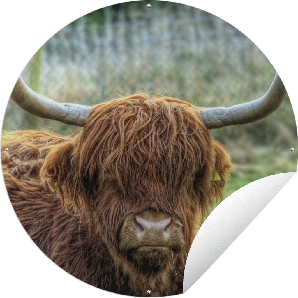 MuchoWow Gartenposter Outdoor-Poster Rund Schottischer Highlander - Kuhkopf - Hörner Ø 150 cm Gartendeko Rundes Poster draußen