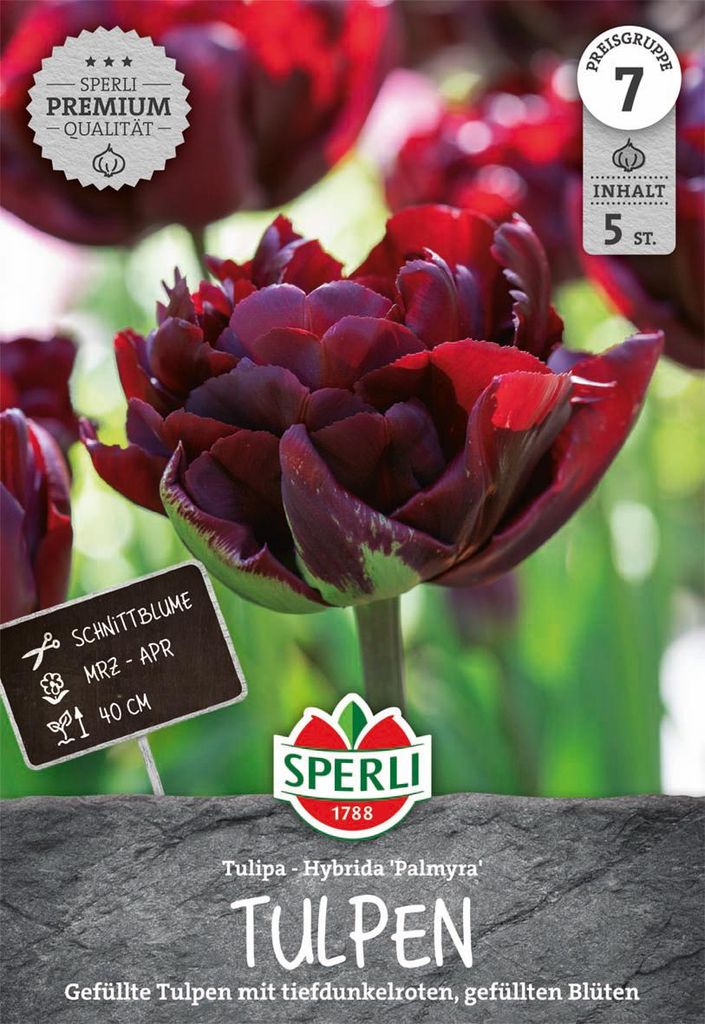 SPERLI Premium Gefüllte Frühe Tulpe Palmyra Tulipa hybrids Produktbild 