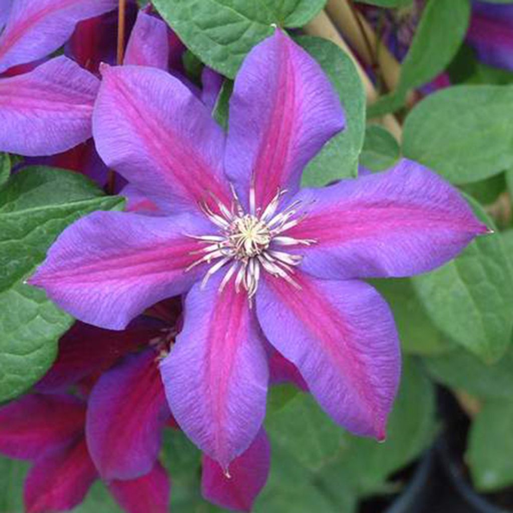 2 x Waldrebe - Clematis 'Mrs N. Thompson' | 50-60 cm in Container