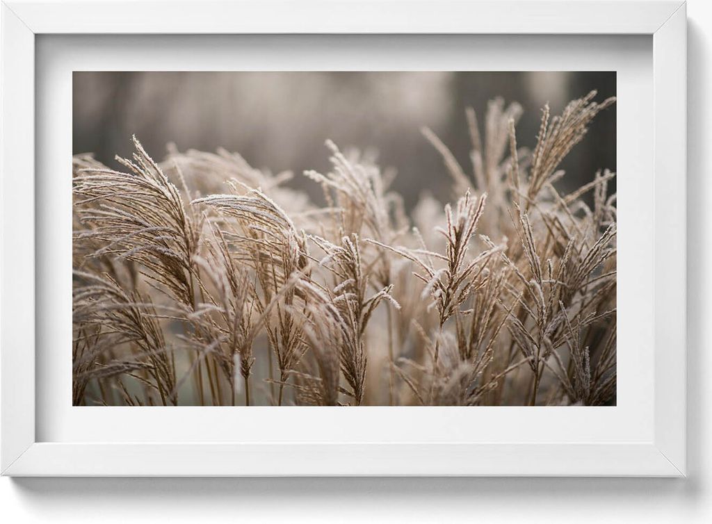 Boho weiche Gräser– Wandbild mit Rahmen – Gerahmtes Bild – Wanddekoration – 30x20 cm – Weiß Rahmen