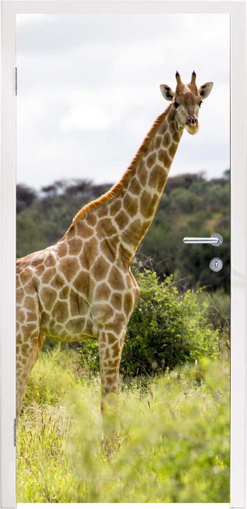 MuchoWow Türtapete Selbstklebende Türfolie Giraffe - Pflanzen - Tier 90x235 cm Türposter Türaufkleber Klebefolie Türklebefolie - XXL-Plakate...