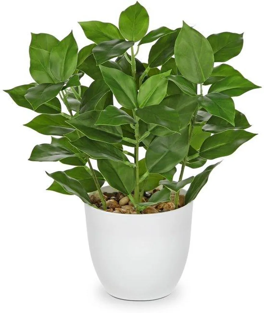 Ficus Ginseng nain en pot terre cuite déco naturelle pour fenêtre