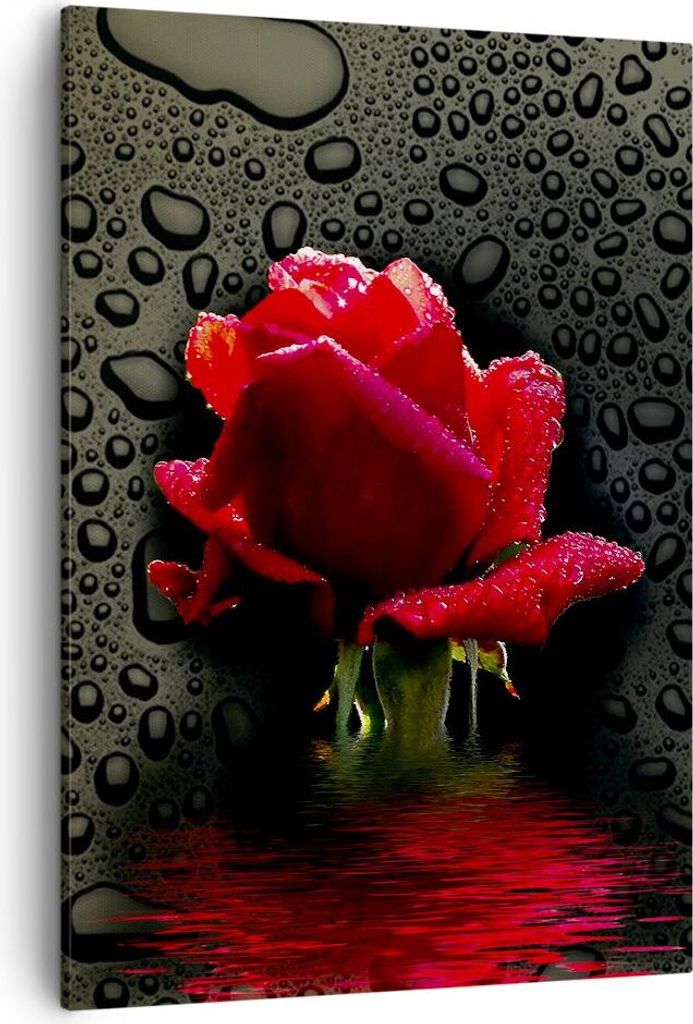 Bild auf Leinwand - Leinwandbild - Einteilig - Blume rote rose wasser tau - 50x70cm - Wand Bild - Wanddeko - Wandbilder - Leinwanddruck - Wanddekor...