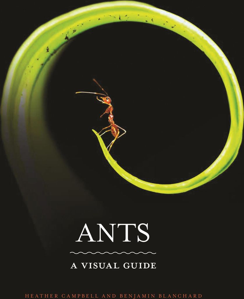 Ants