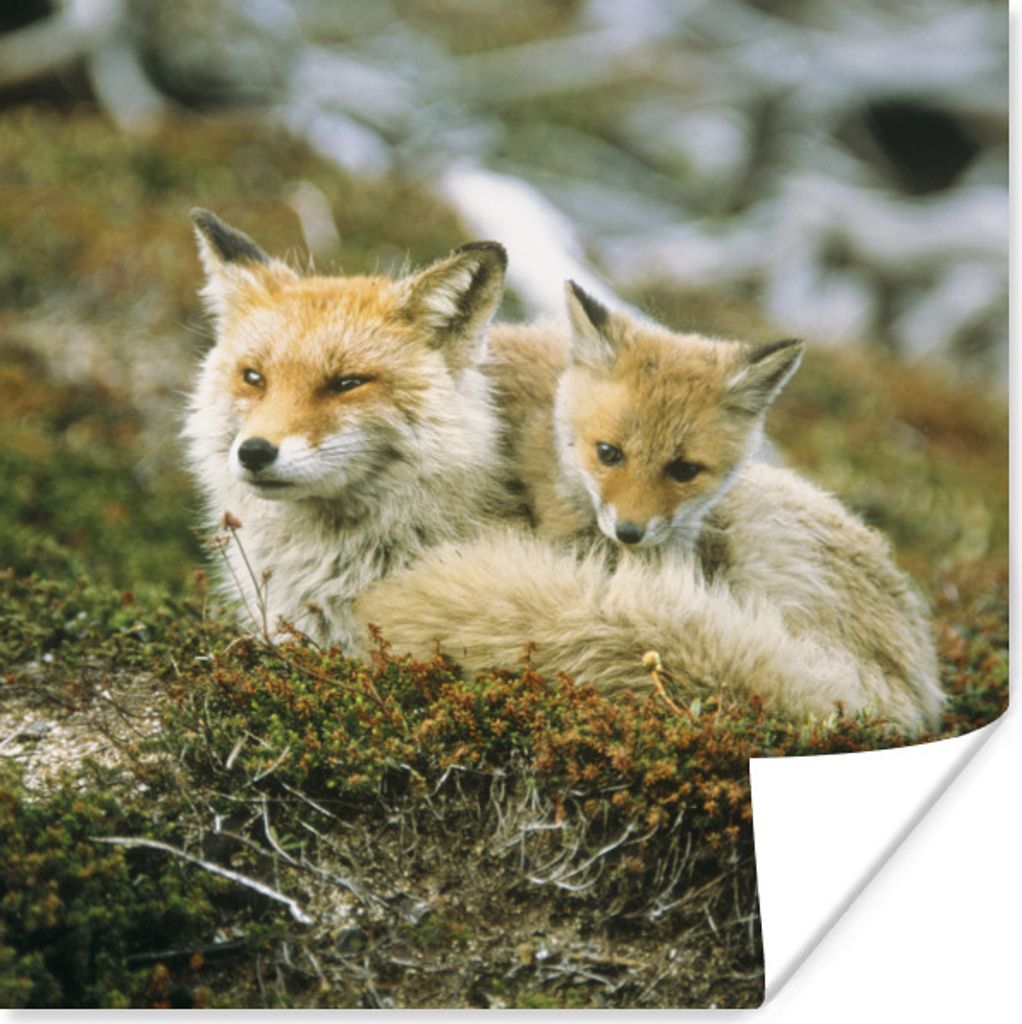 MuchoWow Poster Füchse - Moos - Jung 100x100 cm - Babyzimmer