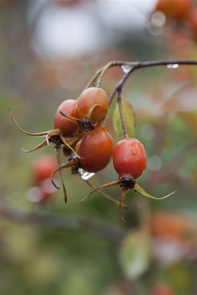 Rosa glauca, Rotblattrose, 40–60 cm