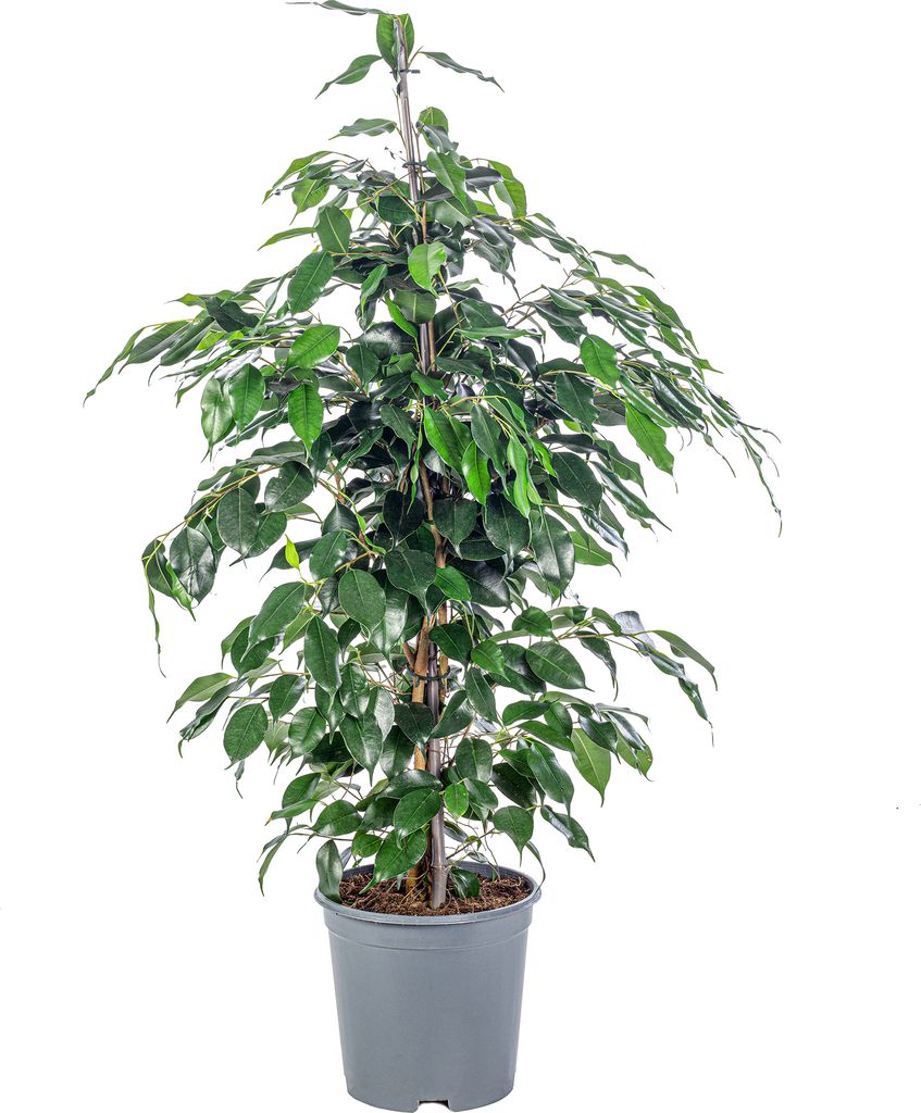 Birkenfeige - pflegeleichte Zimmerpflanze, Ficus benjamini - Höhe ca. 100 cm, Topf-Ø 21 cm