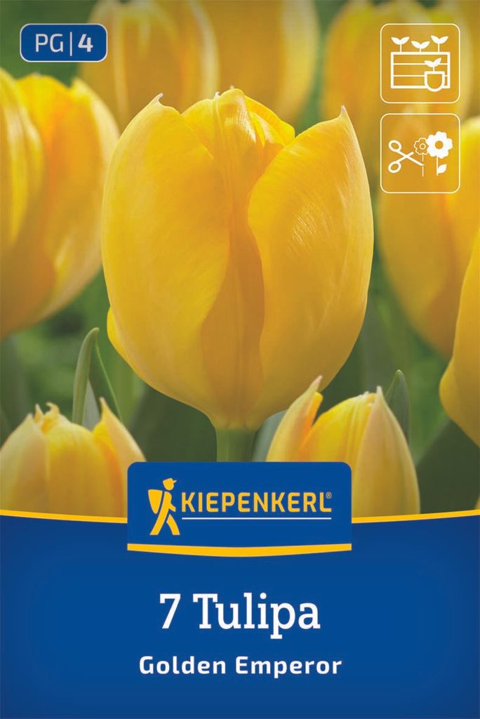 Kiepenkerl Fosteriana-Tulpe Golden Emperor 7 Zwiebeln Produktbild 