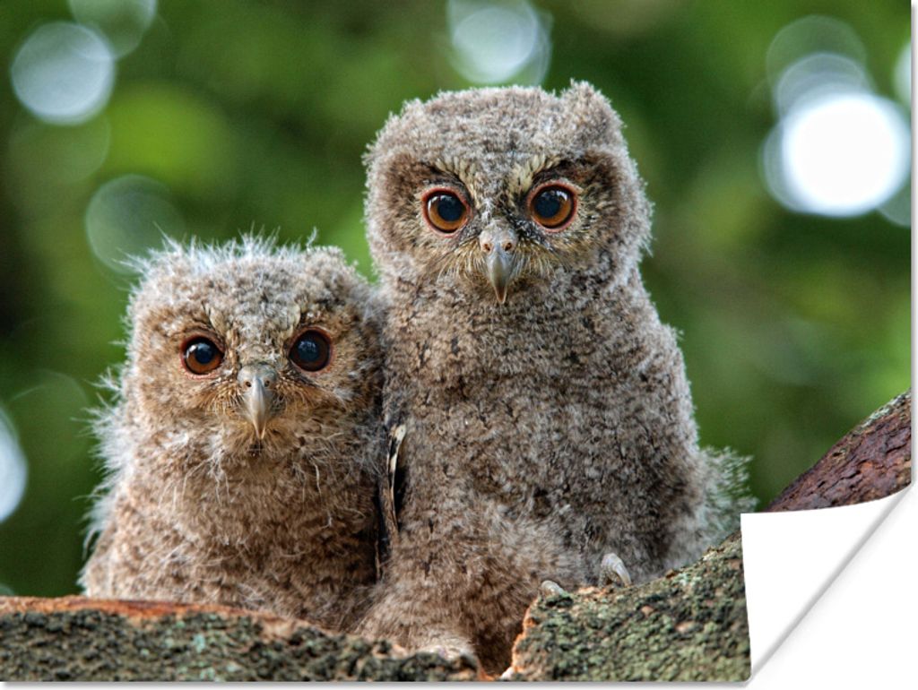 MuchoWow Poster Eule - Küken - Zweig 160x120 cm - Foto Plakat