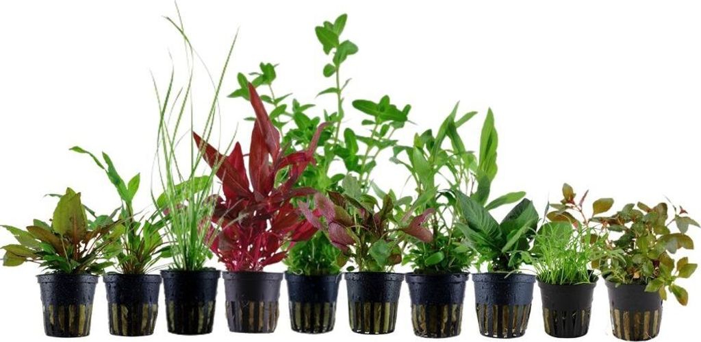 Pflanzen Set für 80l Aquarien mit 10 Topf Aquarium Produktbild 