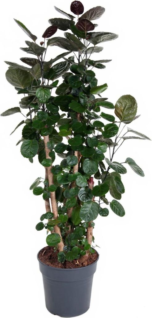 Polyscias Fabian - Zimmerpflanze im 27 cm Topf, 130 cm hoch