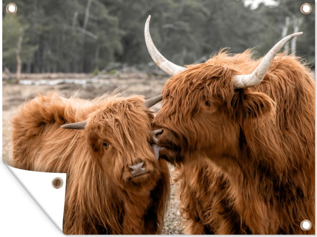 MuchoWow 80x60 cm Outdoor-Poster Gartendeko Sichtschutz Garten Poster für den Garten Schottische Highlander - Tiere - Liebe