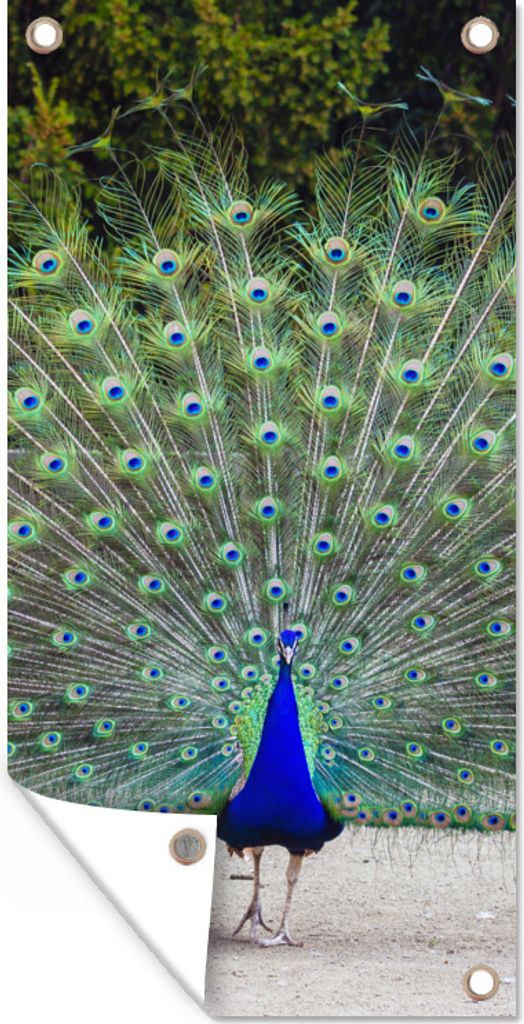 MuchoWow 30x60 cm Outdoor-Poster Gartendeko Sichtschutz Garten Poster für den Garten Pfau - Flügel - Schwanz