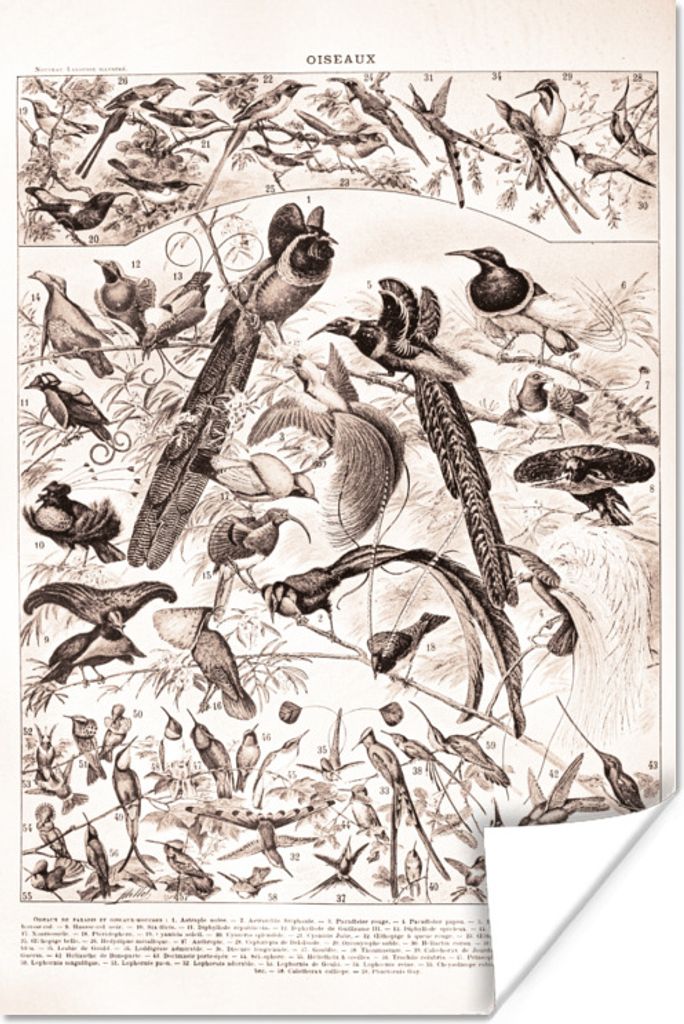 MuchoWow Poster Vogel - Tiere - Schwarz - Weiß 120x180 cm - Kunstposter