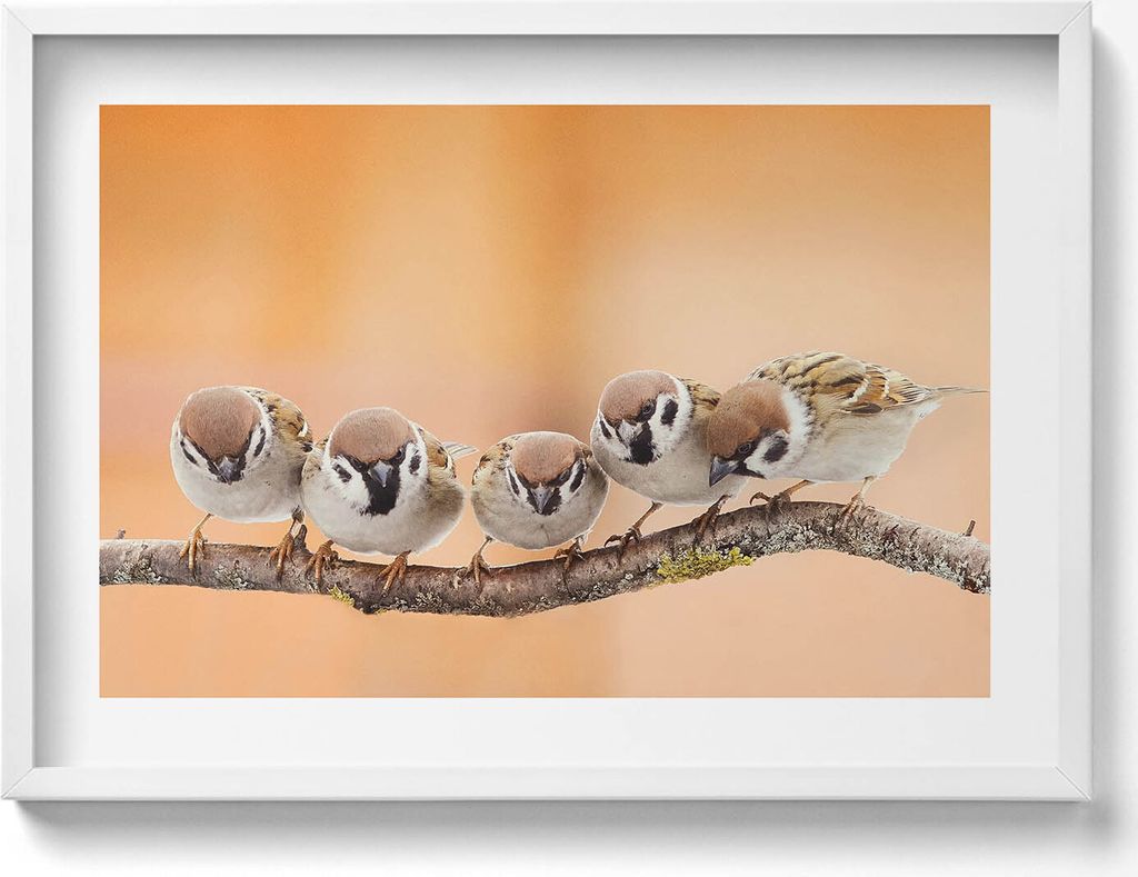 Vögel auf einem Zweig– Wandbild mit Rahmen – Gerahmtes Bild – Wanddekoration – 70x50 cm – Weiß Rahmen