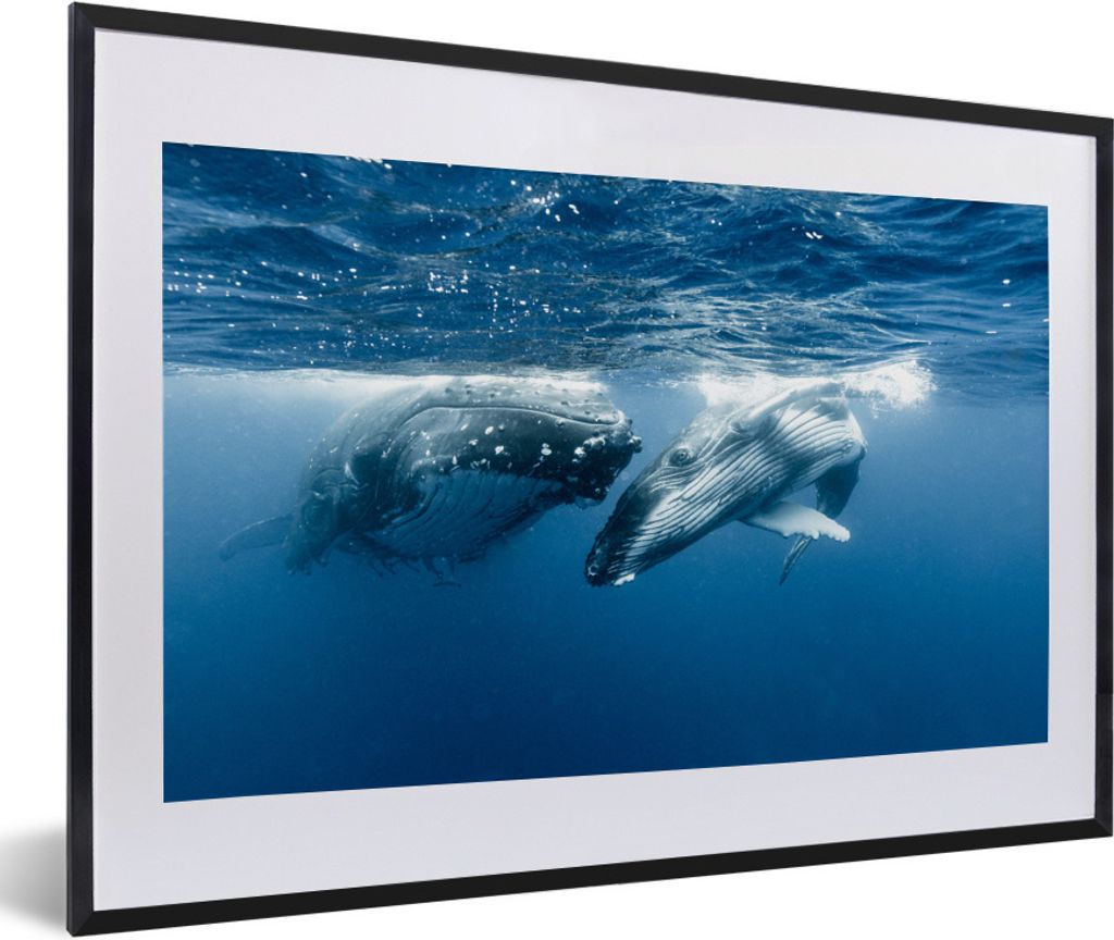 MuchoWow Gerahmtes Poster Zwei Buckelwale schwimmen Seite an Seite 60x40 cm - Poster mit Schwarzem Bilderrahmen Wandposter Rahmen Foto Bilder - S...