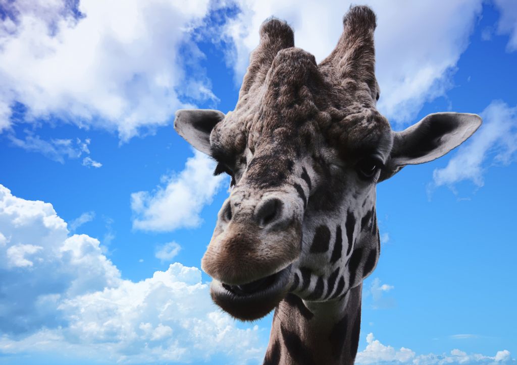 hansepuzzle 79047 - Giraffe Puzzle, 260 Teile, Natur, 41,0 x 28,0cm mit hochwertiger Aufbewahrung, Kartonbox und wiederverschließbarem Beutel