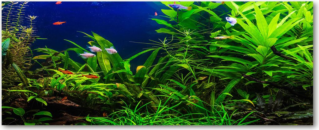 Tulup Küchenrückwand Spritzschutz aus Glas -125x50 -Spritzschutz auf gehärtetes Glas Deko Landschaften Fische im Aquarium