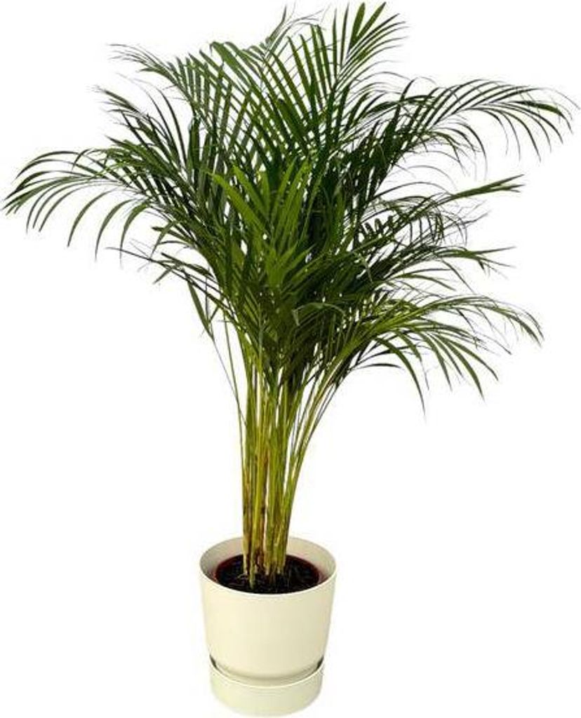 Areca Palme – Betelpalme – Zimmerpflanze ca. 130cm – ø24cm – inkl. Pflanzgefäß Greenville Weiß D30xH28 – Tropische Zimmerpalme für W...