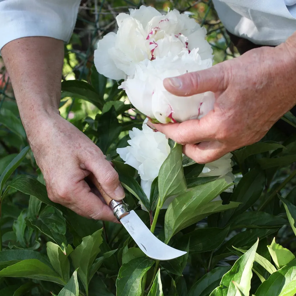 Couteau de jardinier pour greffe et taille fine - Acier brut effilé